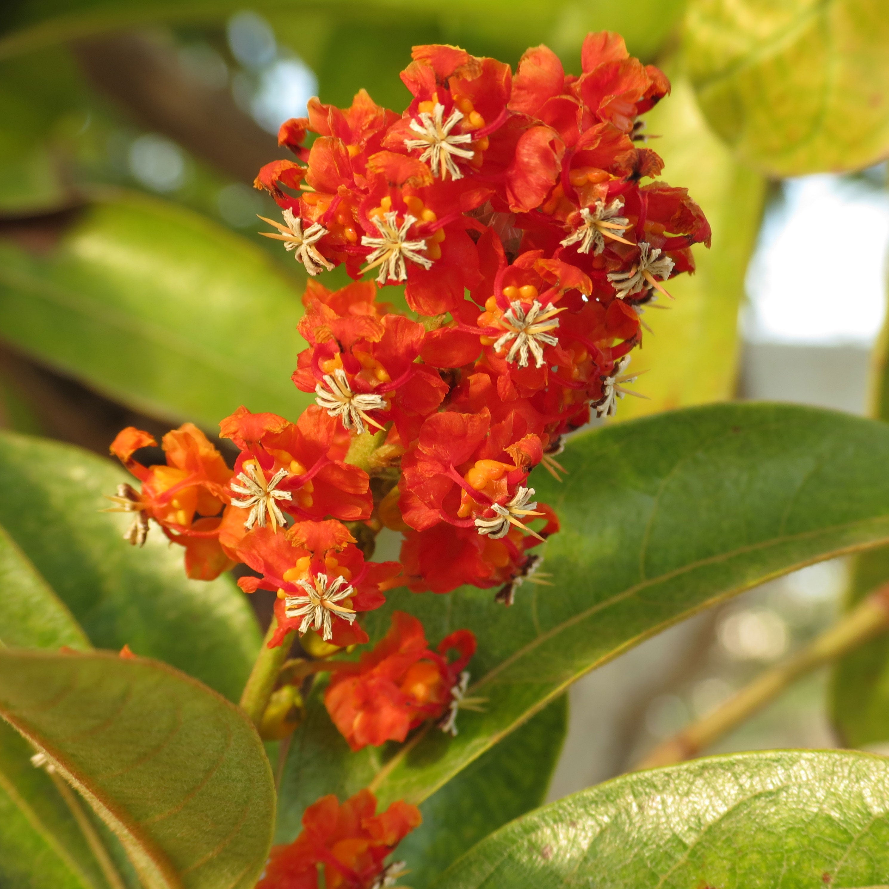 flor de nanchi